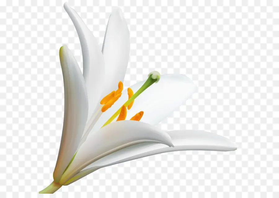 çiçek，Masaüstü Duvar Kağıdı PNG