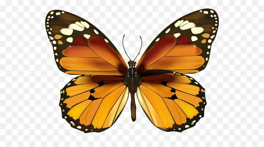 Kelebek，Hükümdar Kelebek PNG