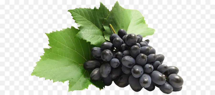 Ortak Grape Vine，Zante Frenk üzümü PNG