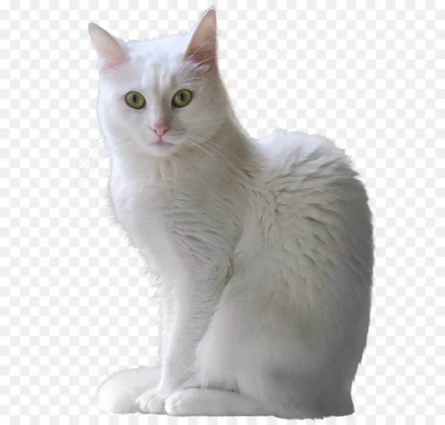 Kedi，Beyaz PNG