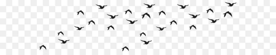 Kuş，Siyah Beyaz PNG