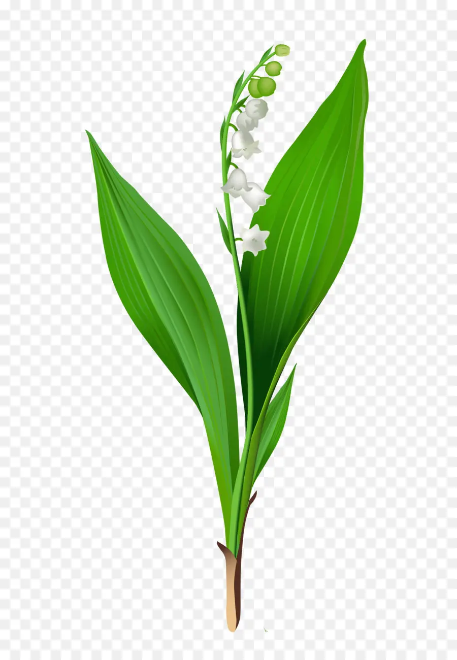 Lily Bulbiferum，Lily White PNG