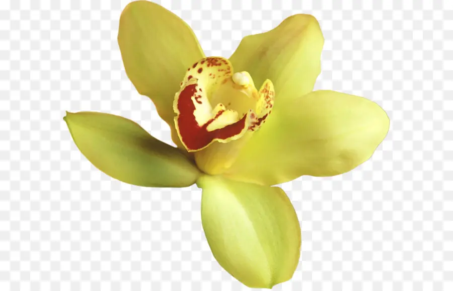 Popüler Orkide，Orkide PNG
