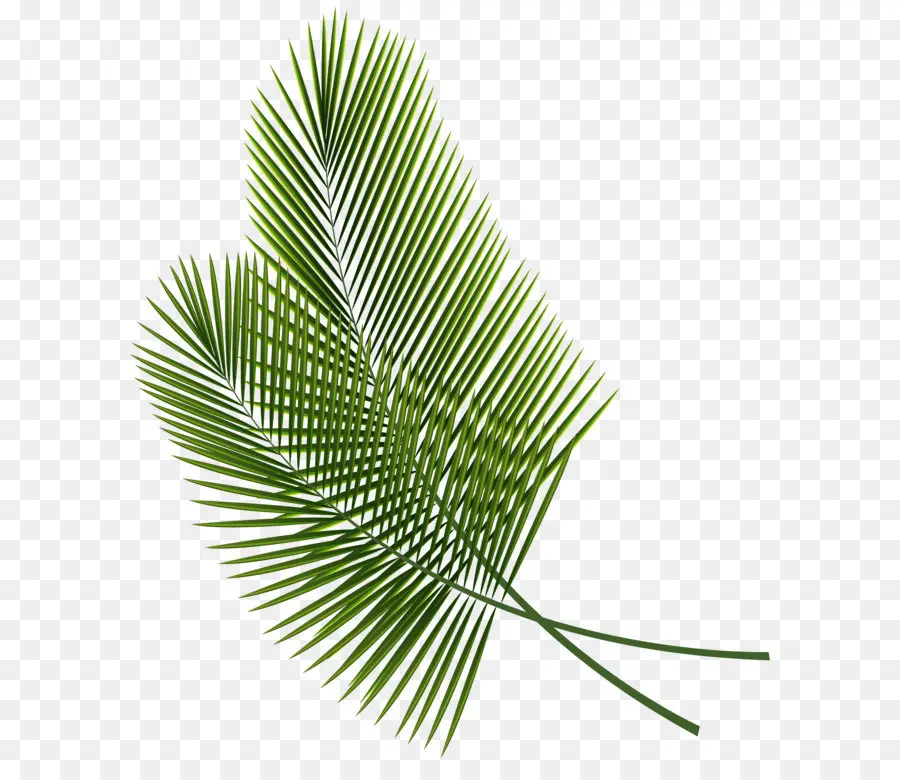 Yaprak，Arecaceae PNG