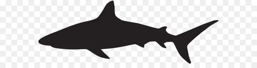 Köpekbalığı，Siluet PNG