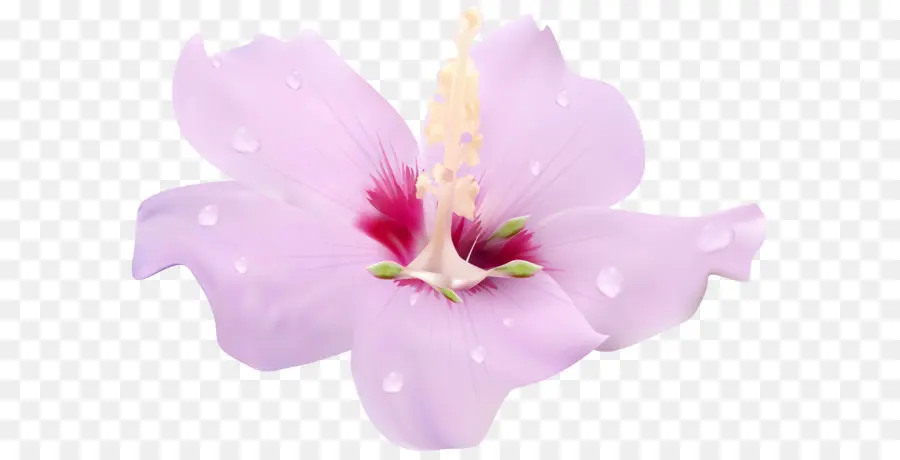 çiçek，Ebegümeci PNG