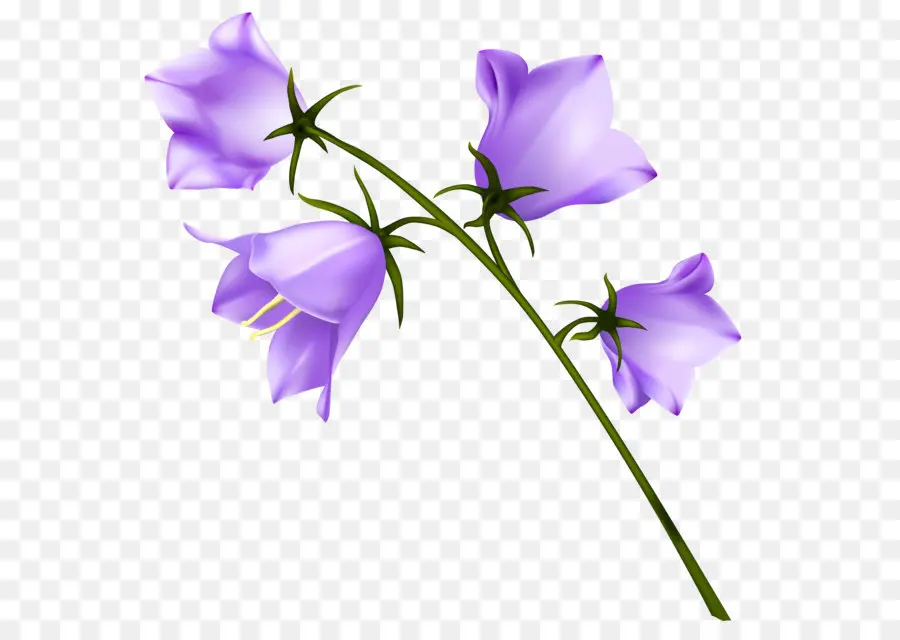 Karpat çan çiçeği，Bellflower Persicifolia PNG