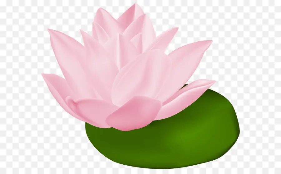 Pembe Lotus，Yeşil Yapraklar PNG