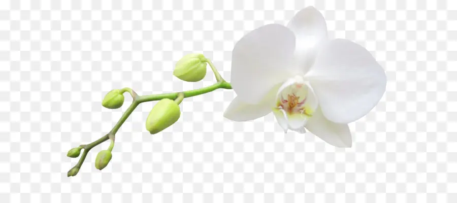 Orkide Terlik Bayan，Güve Orkide PNG