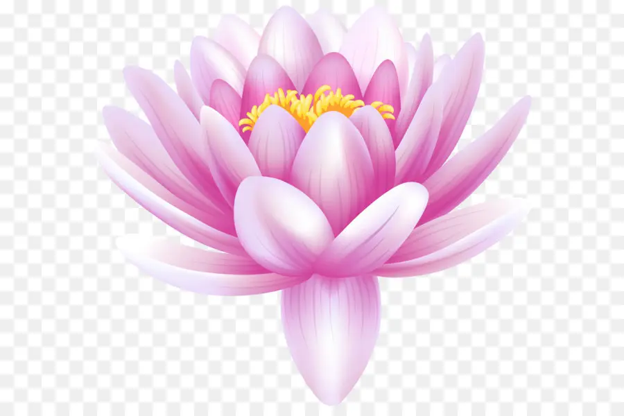 Kırmızı Lotus，Doğa PNG