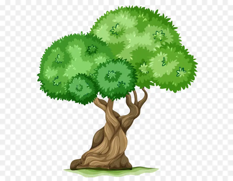 Ağaç，Arecaceae PNG