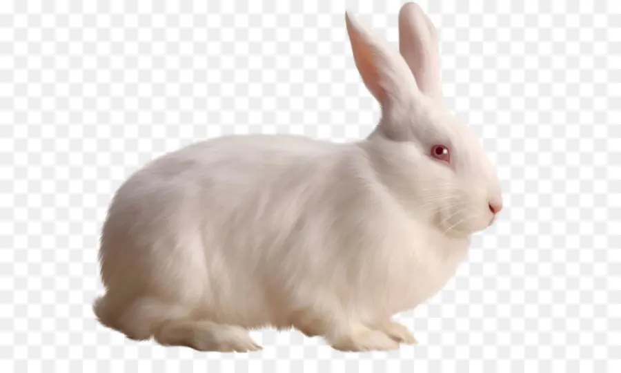 Tavşan Tavşan，Tavşan PNG