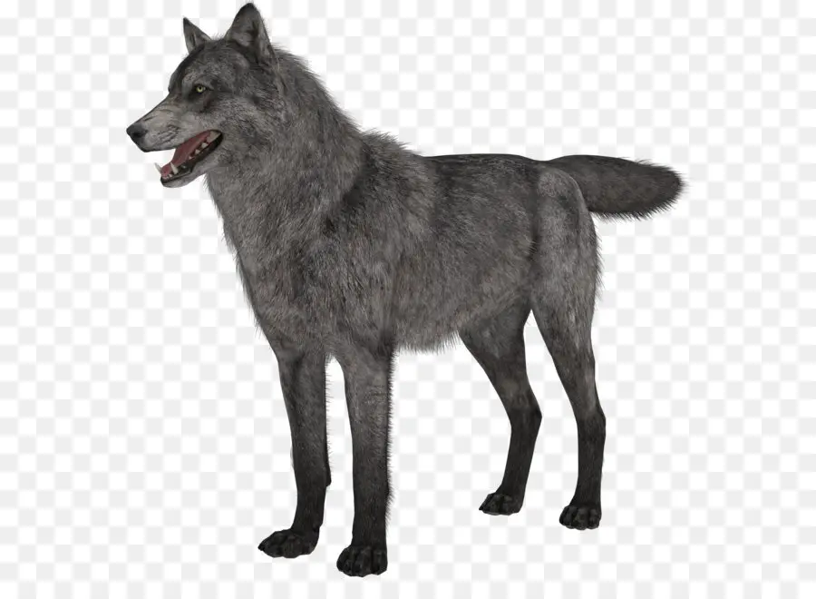 Norveç Elkhound，Elkhound Siyah Norveç PNG