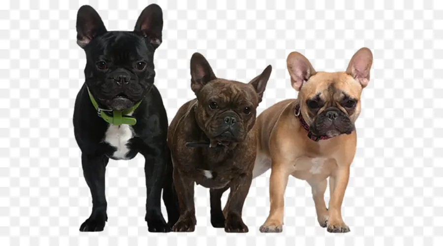 Fransız Buldogları，Köpekler PNG