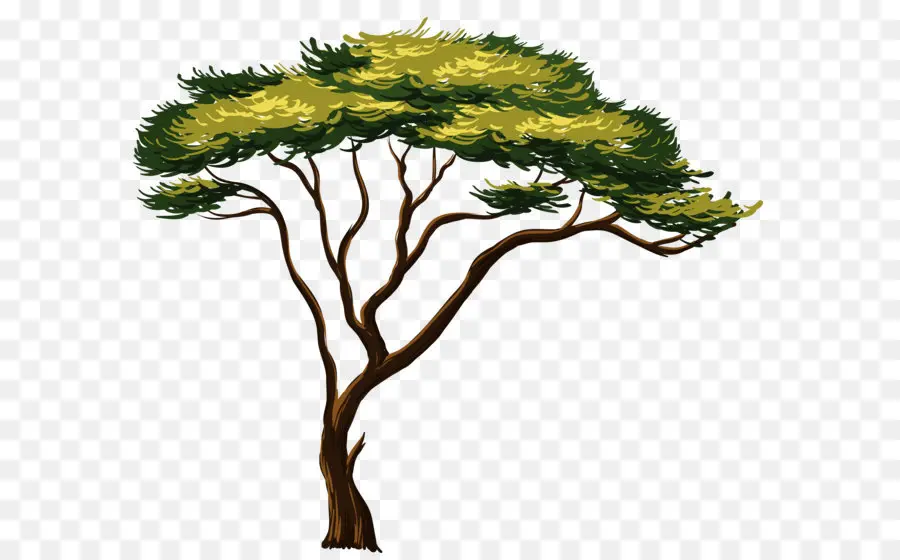 Afrika Kökenli Ağaçlar，Ağaç PNG