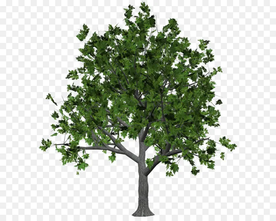 Ağaç，Görüntü çözünürlüğü PNG