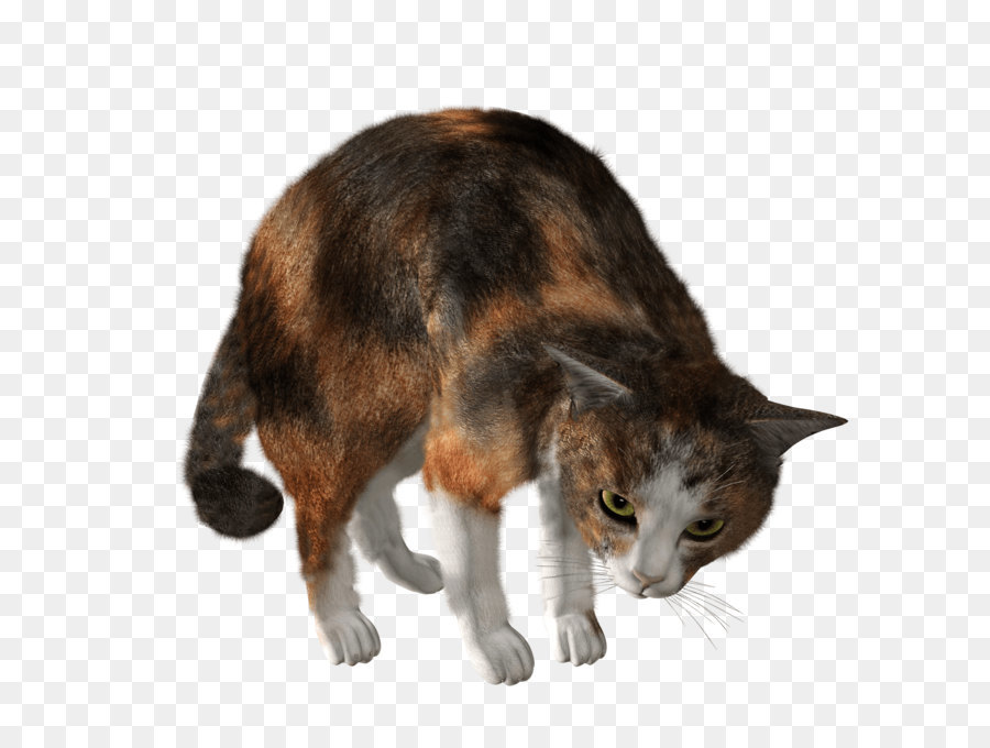 Kedi，Evcil Hayvan PNG