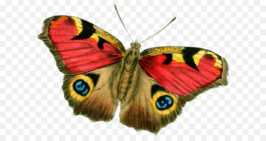 Böcek，Papilionoidea PNG