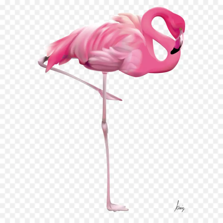 Flamingo，Kuş PNG