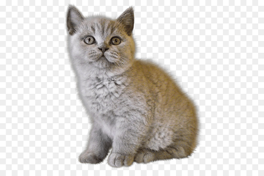 Küçük Sevimli Kedi Yavrusu，Kedi PNG