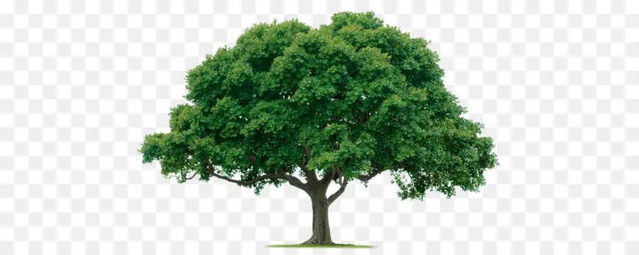 Ağaç，Düzenleme PNG