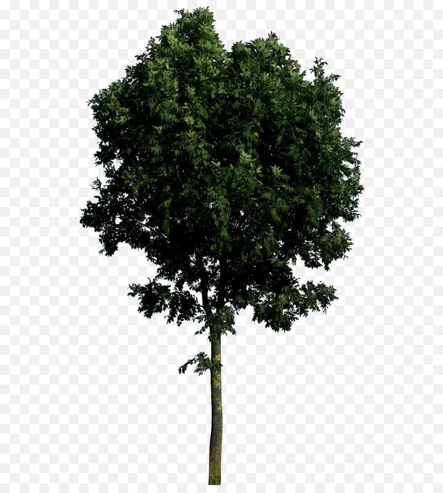 Ağaç，Indir PNG