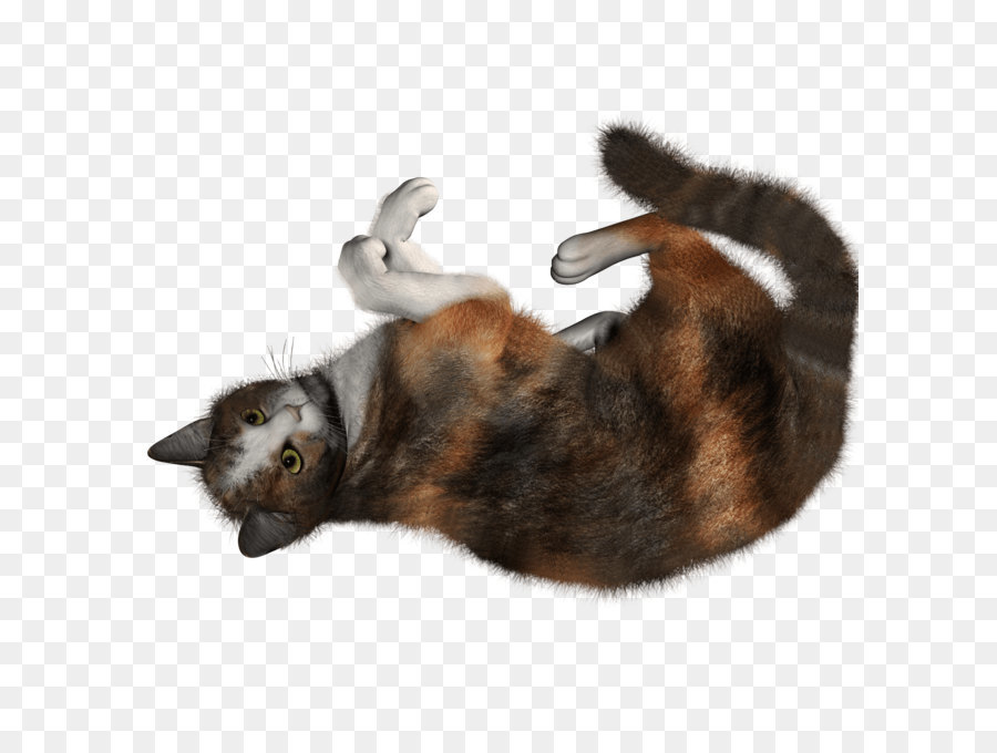 Kedi，Siyah Kedi PNG