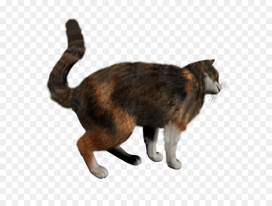 Kedi，Evcil Hayvan PNG