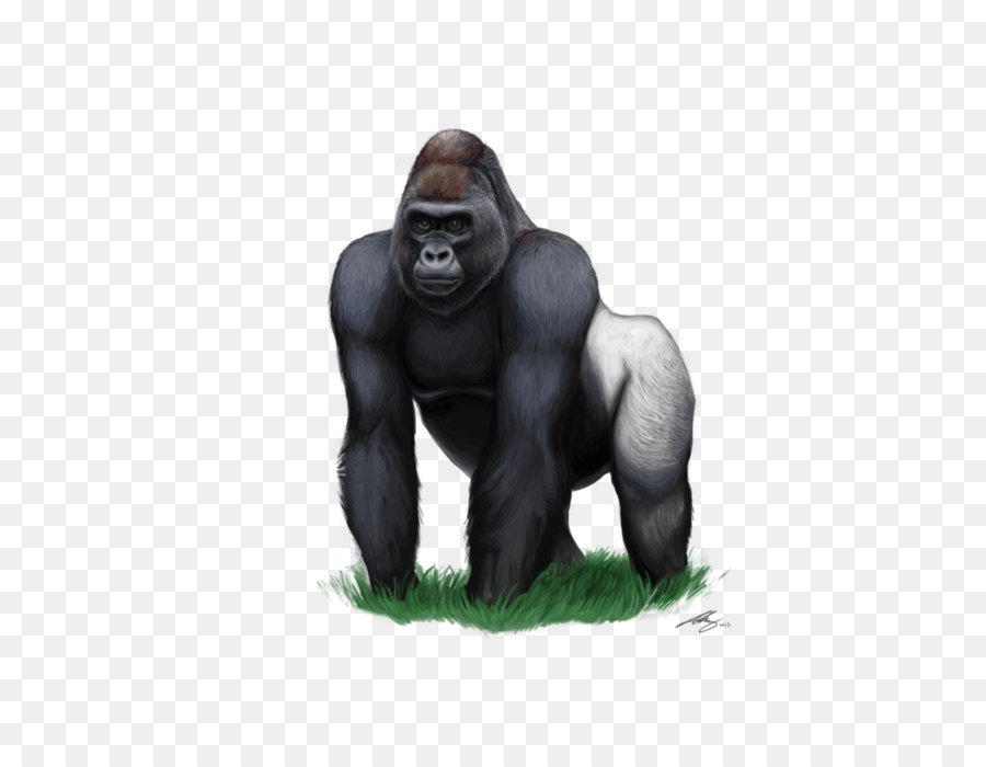 Bati Ova Goril Kucuk Resim Gorilla Indir Png Seffaf Png Goruntusu