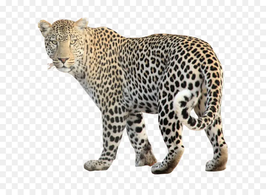 Leopar，Büyük Kedi PNG