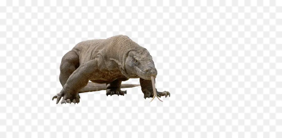 Komodo Ejderi，Kertenkele PNG