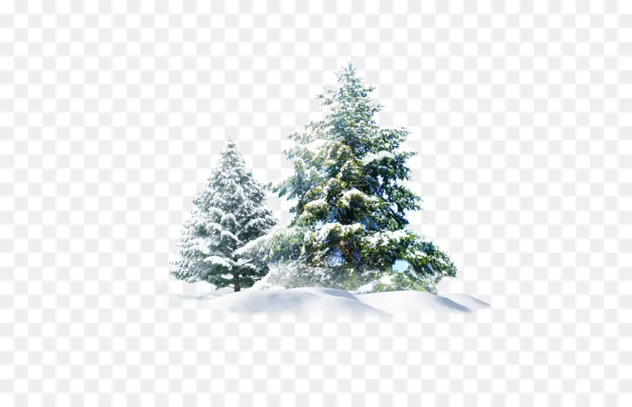 Kar，Ağaç PNG