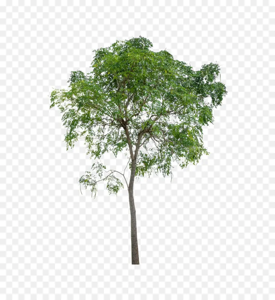 Şube，Ağaç PNG