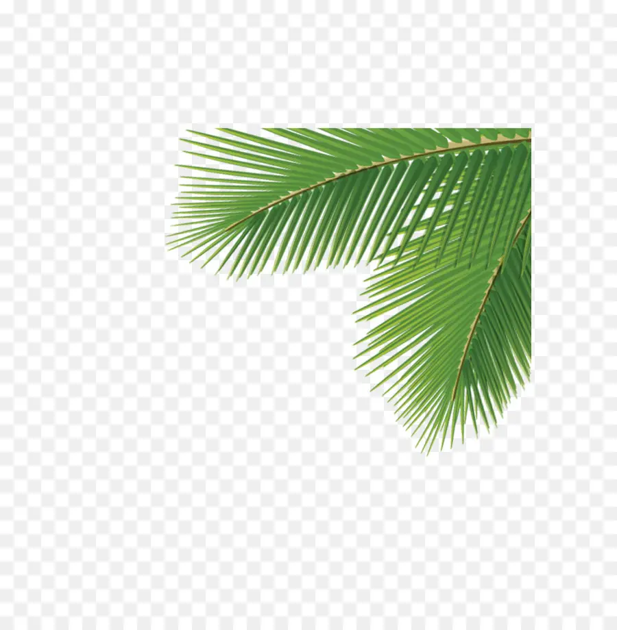 Arecaceae，Spa Palm PNG