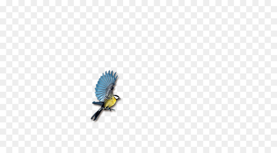 Kuş，Animasyon PNG