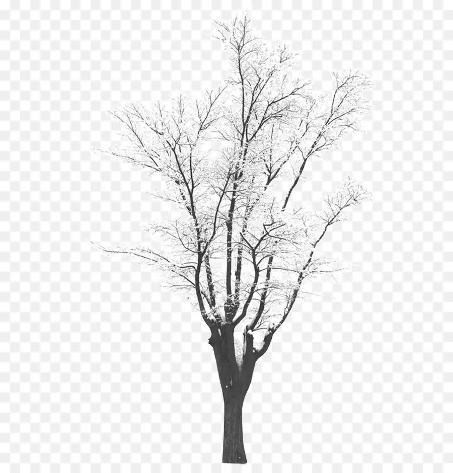 Ağaç，Kış PNG