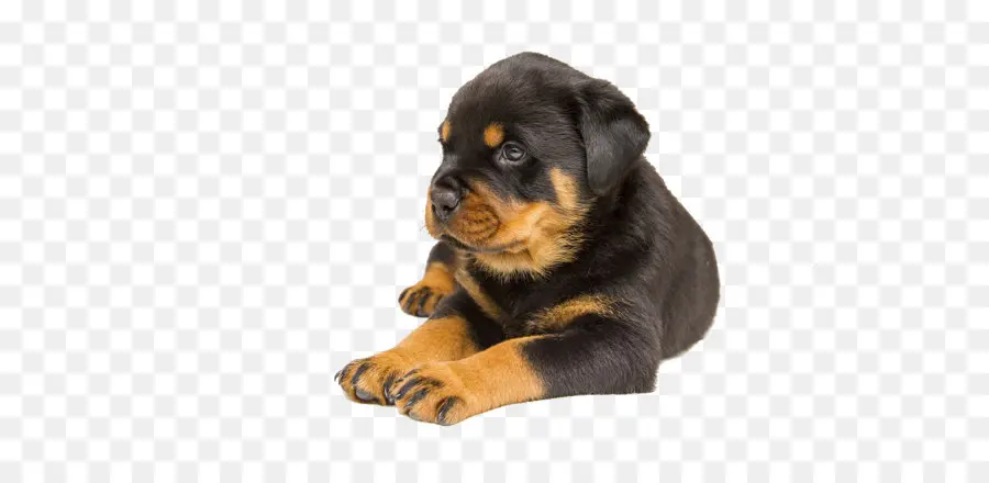 Rottweiler，Doberman PNG