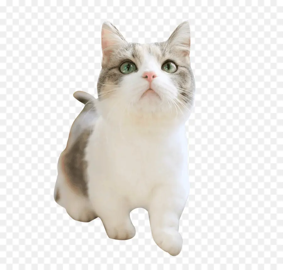 Kedi，Evcil Hayvan PNG