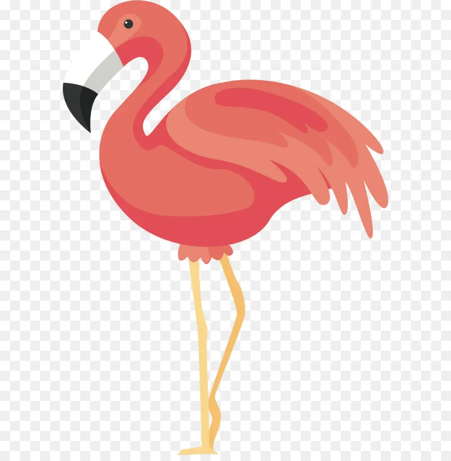 Flamingo，Kuş PNG