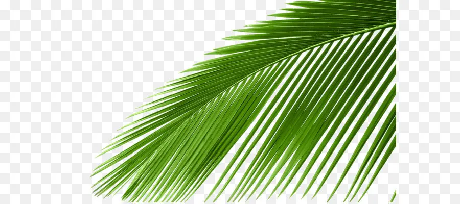 Sago Palm，Arecaceae PNG