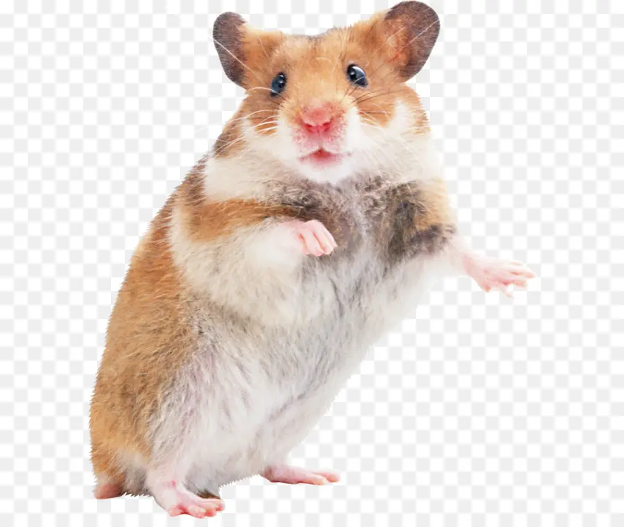 Gerbil，Hamster PNG