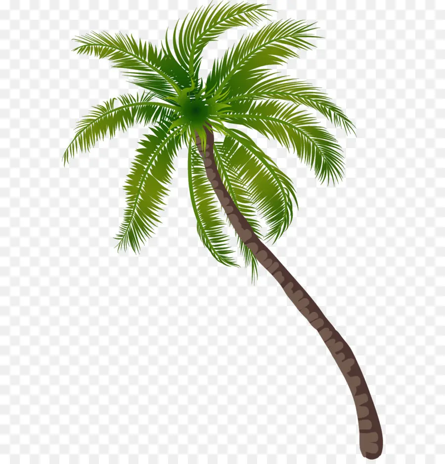 Ağaç，Arecaceae PNG