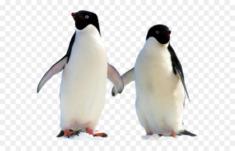 Penguenler，Kuşlar PNG