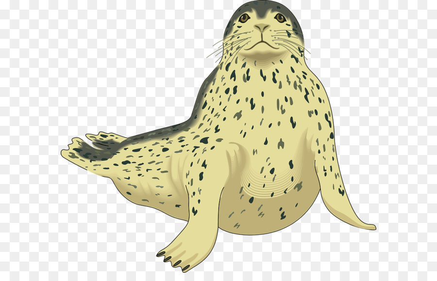 Earless Seal Deniz Aslani Fok Leopar Muhur Kucuk Resim Liman Muhru Png Seffaf Png Goruntusu