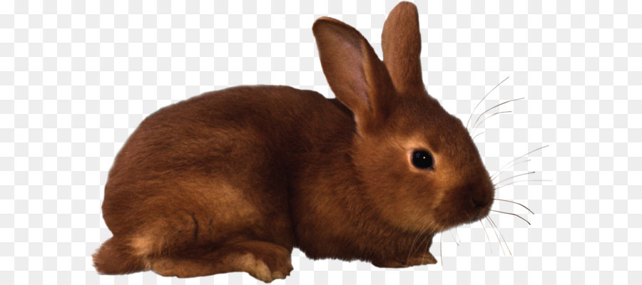Iç Tavşan，Tavşan PNG
