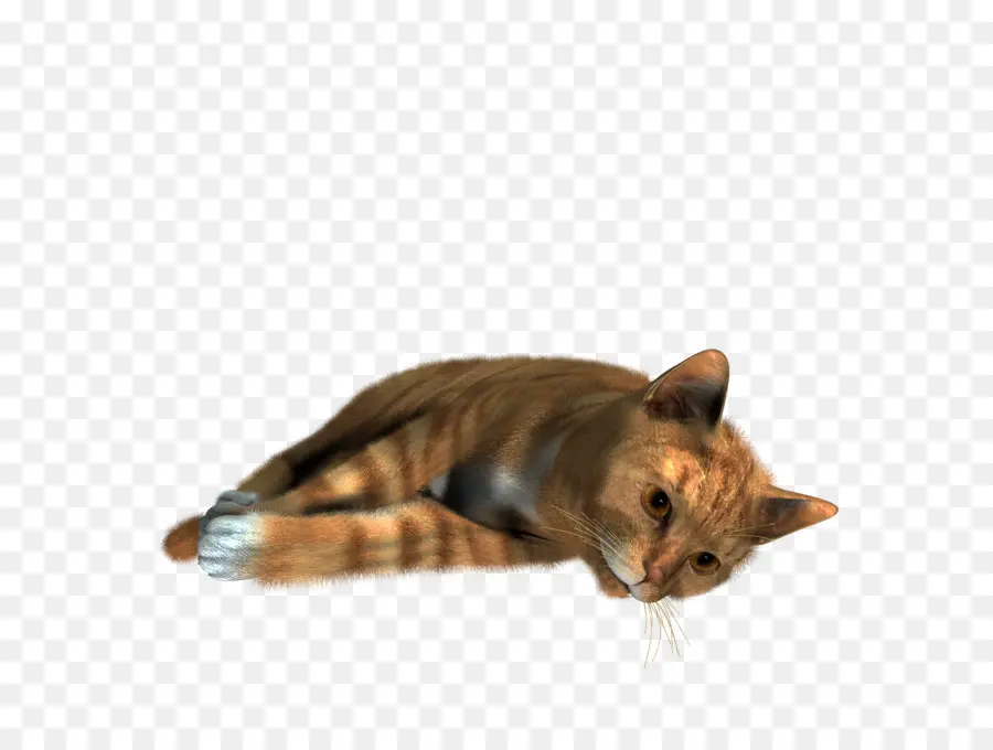 Kedi，Uzanmak PNG