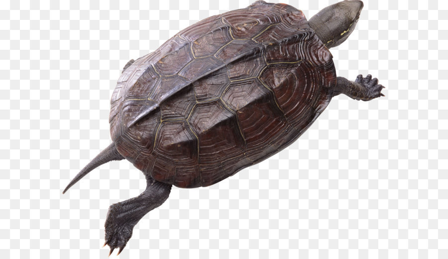 Kaplumbağa，Sürüngen PNG