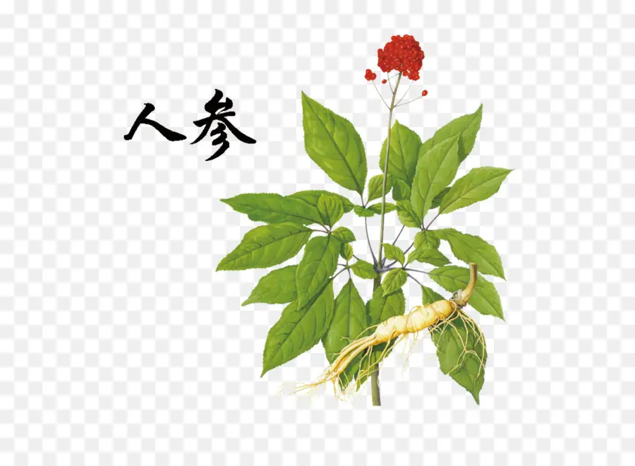 Ginseng Bitkisi，Bitki PNG