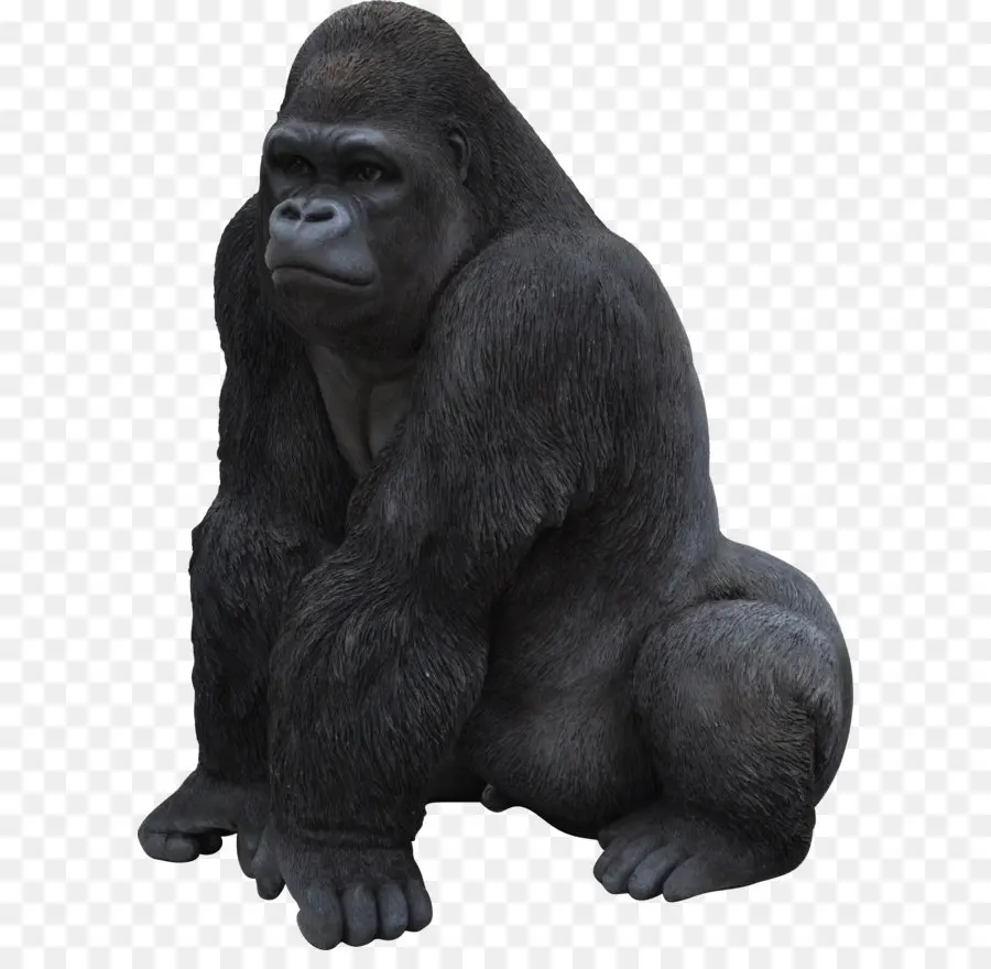 Goril，şempanze PNG