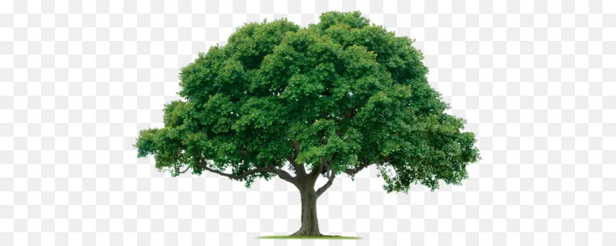 Ağaç，Budama PNG